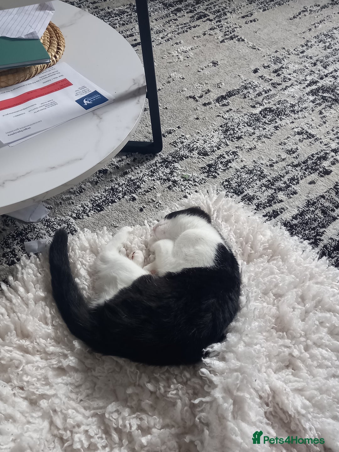Mixed Breed cats for sale: 2 kittens for rehoming  - Image 3