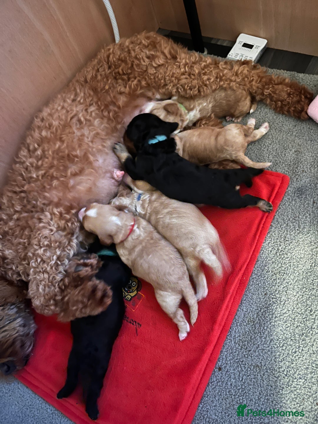 Cockapoo dogs for sale: Adorable F2 Cockapoo Puppies - Advert 10