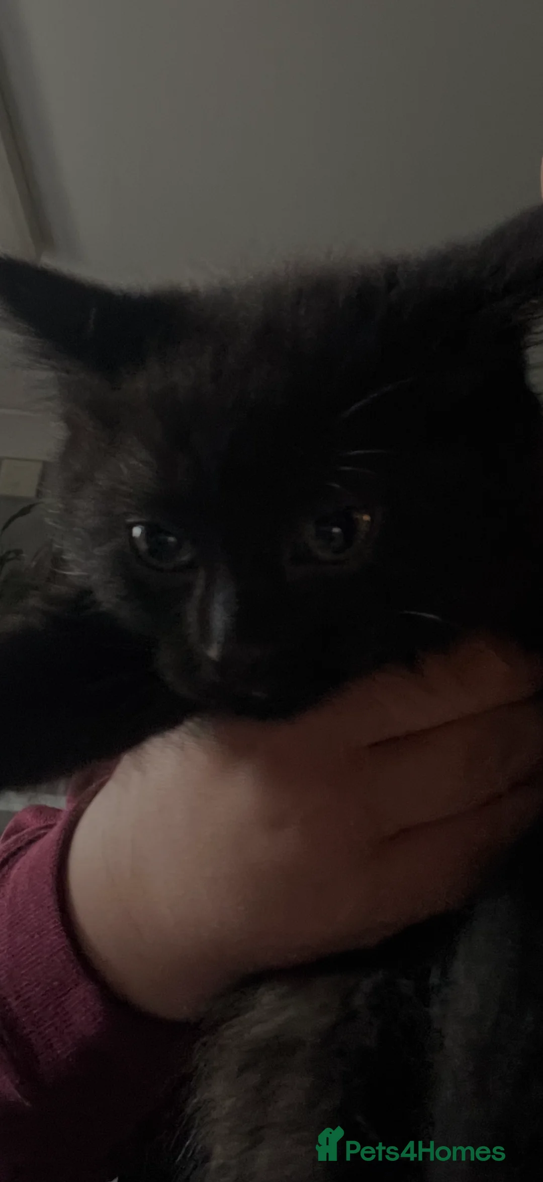 Domestic Shorthair cats for sale: 2 kittens for sale  in Lancing - Advert 3