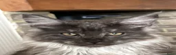 Maine Coon cats for sale: Mainecoon Kittens - Advert 2