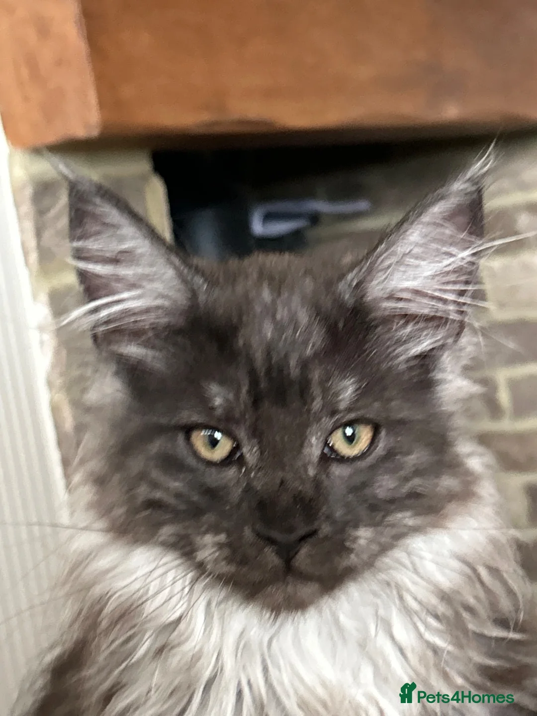 Maine Coon cats for sale: Mainecoon Kittens - Advert 2