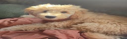 Toy Poodle dogs for sale: Toy poodle boy  - Advert 4
