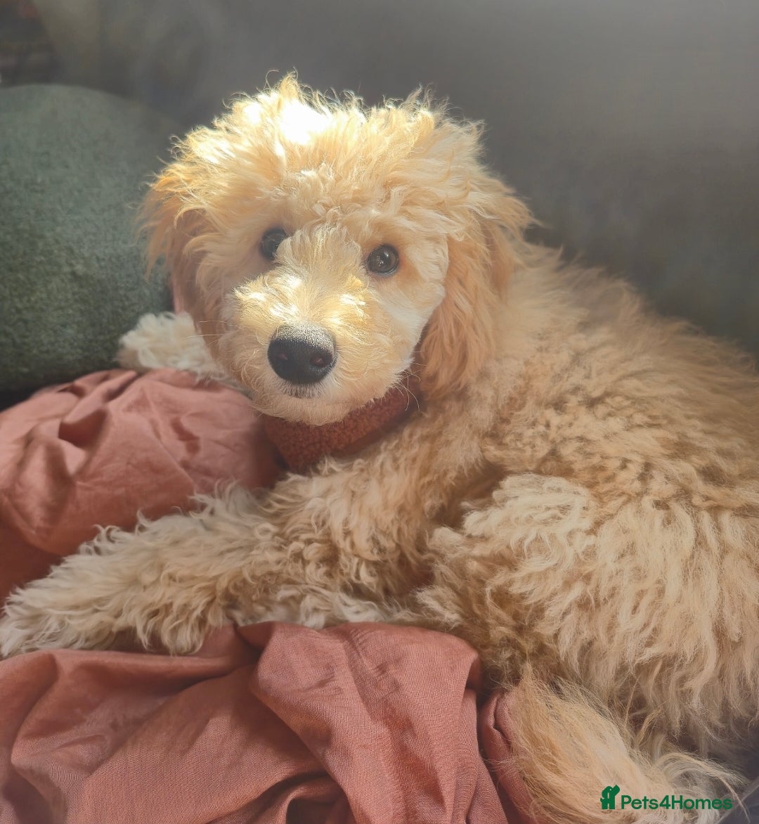 Toy Poodle dogs for sale: Toy poodle boy  - Image 8