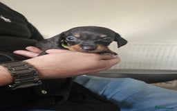 Miniature Dachshund dogs for sale: ❤️ 🐕 Miniature Dachshunds  - Image 24