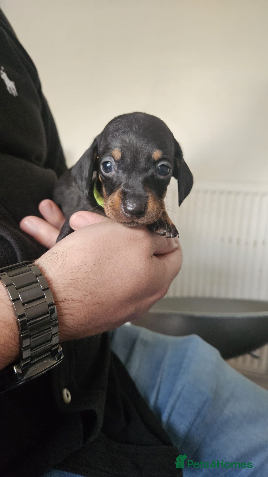 Miniature Dachshund dogs for sale: ❤️ 🐕 Miniature Dachshunds  - Image 24