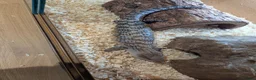 Skink reptiles for sale: Blue tongue skink baby - Advert 4