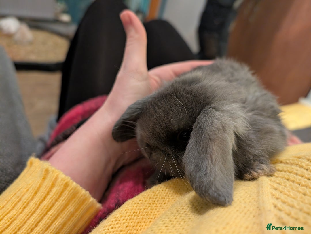 Mini Lop rabbits for sale: Mini Lops £70  - Advert 9