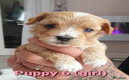 Maltipoo dogs for sale: 6 Pedigree Club registered Maltipoo puppies - Image 7