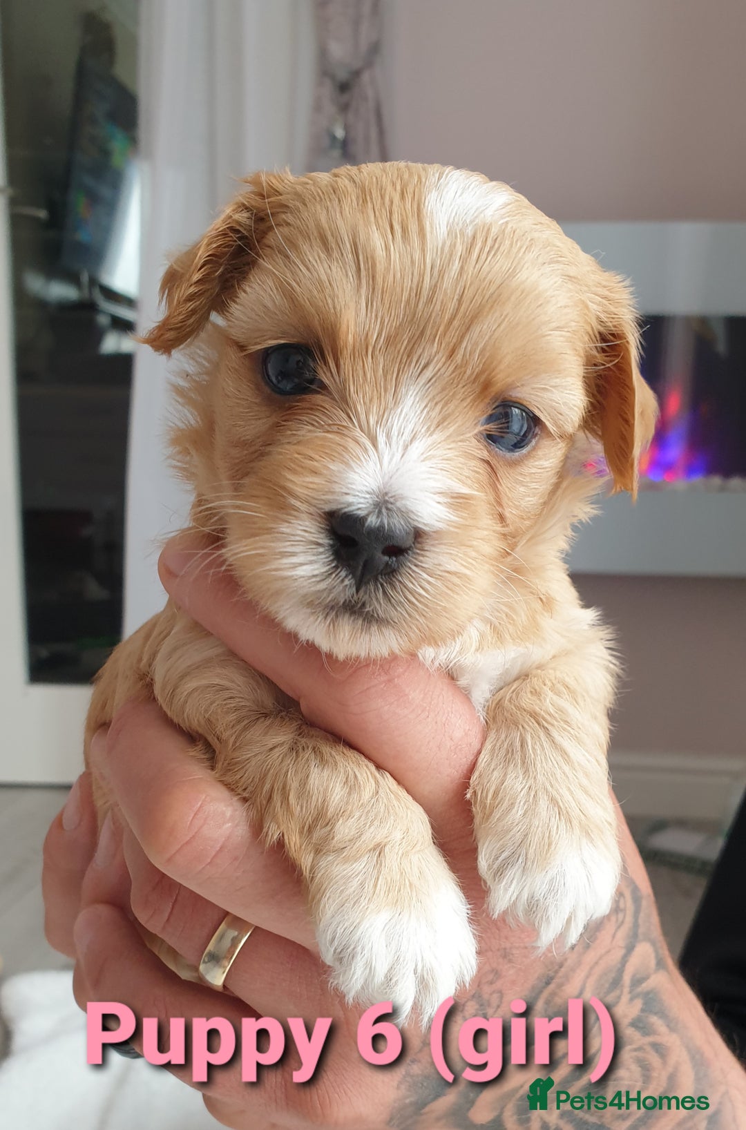 Maltipoo dogs for sale: 6 Pedigree Club registered Maltipoo puppies - Image 7