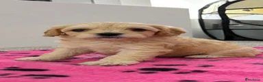 Cavapoo 5