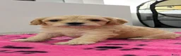 Cavapoo dogs for sale: F2 cavapoo pups  - Advert 8