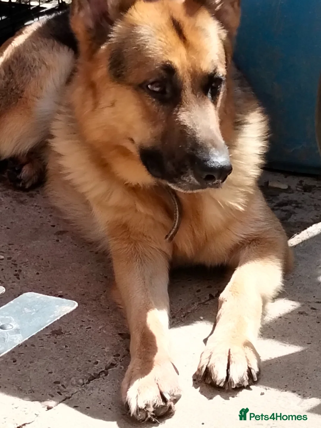 German Shepherd dogs for sale: 3 year old boy  in Sheffield - Advert 2