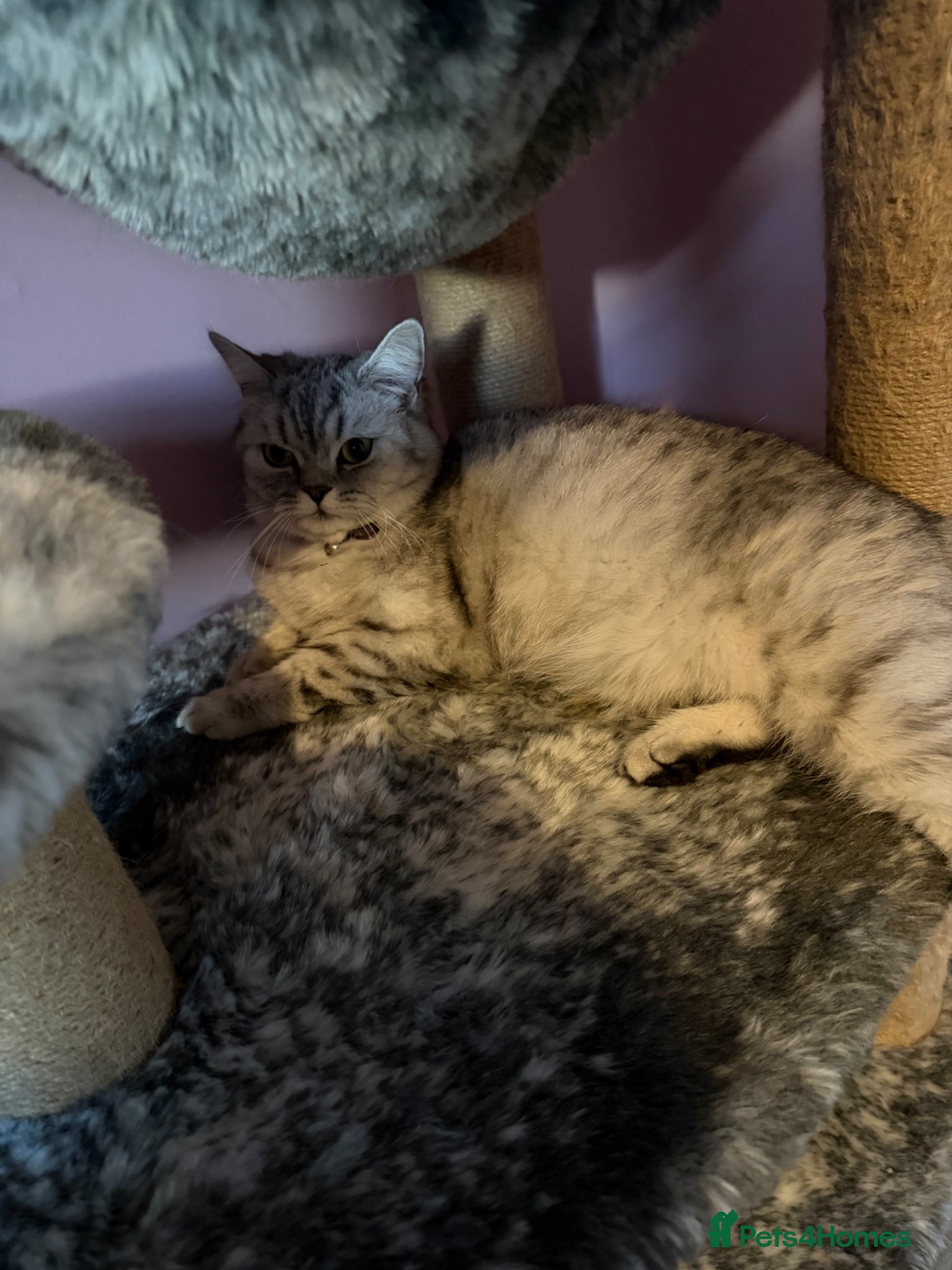 Mixed Breed cats British shorthair kittens (mixed breed) - Advert 5