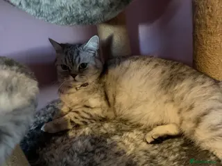 Mixed Breed cats British shorthair kittens (mixed breed) - Advert 17