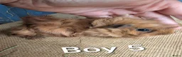 Guinea Pig rodents for sale: Funky breed baby guinea pigs  in Washington - Advert 14