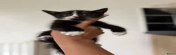 Mixed Breed cats for sale: Kittens ready to go now  - Advert 3