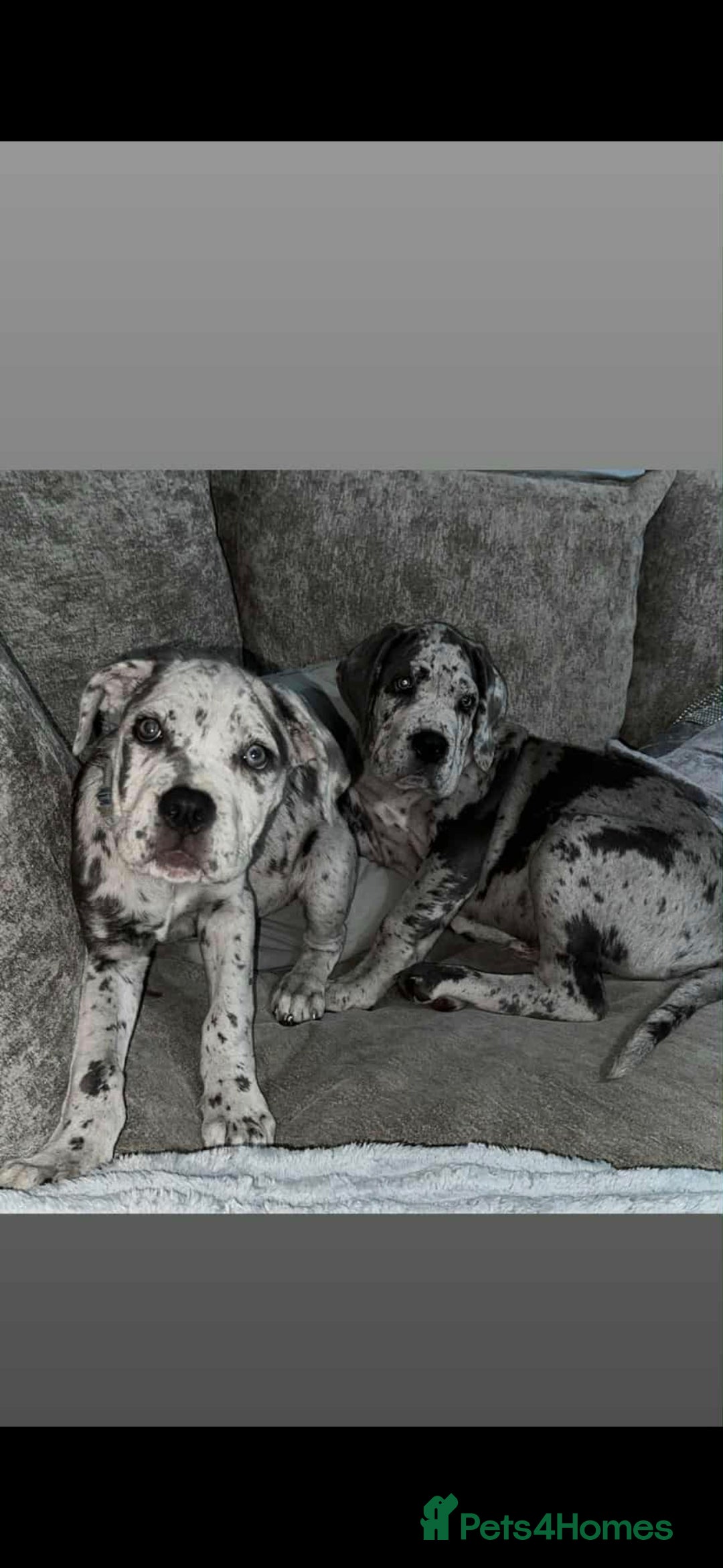 Cane Corso dogs for stud: ‼️CANE CORSO STUD‼️ - Advert 6