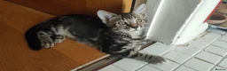 Bengal cats for sale: Bengal cross kittens  - Advert 3