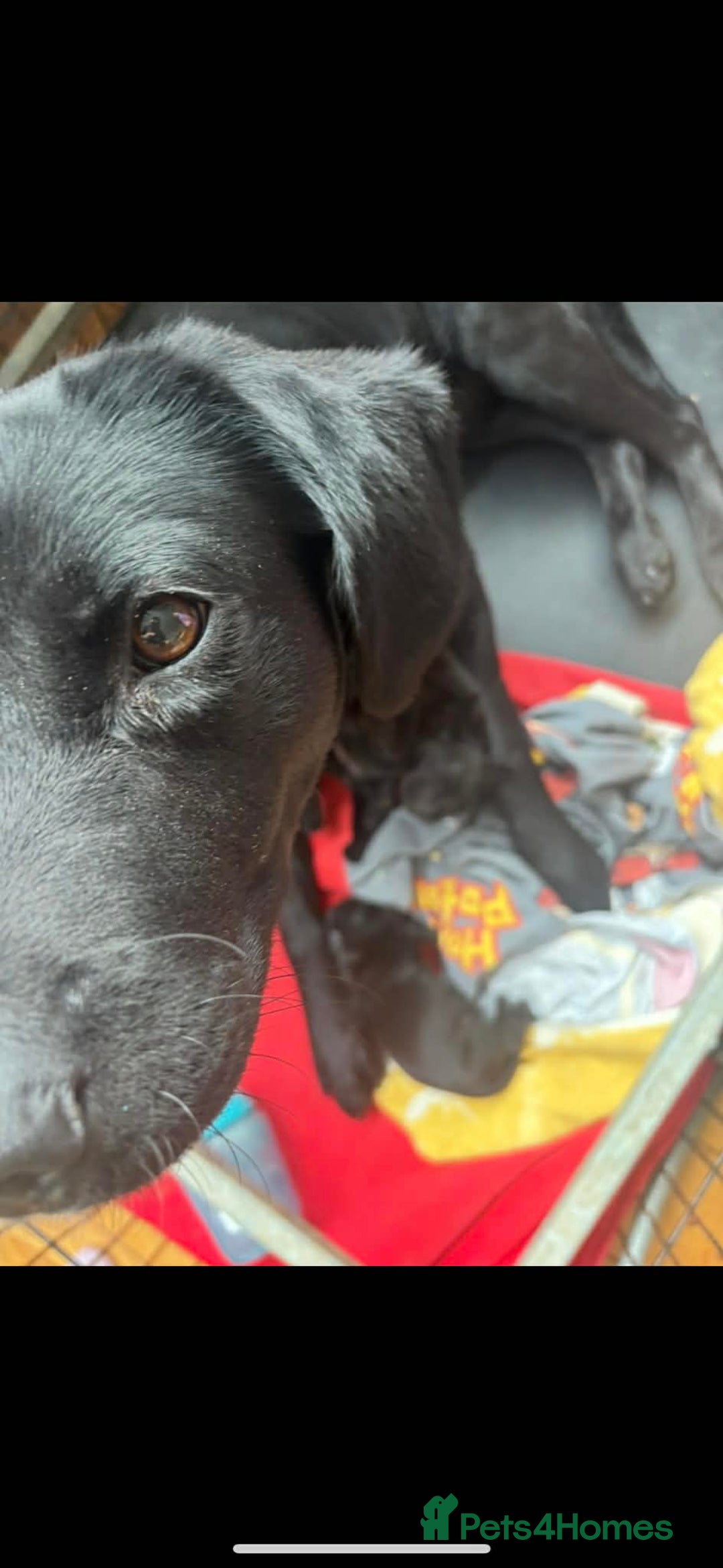 Labrador Retriever dogs for sale: 1 boy left - Advert 5