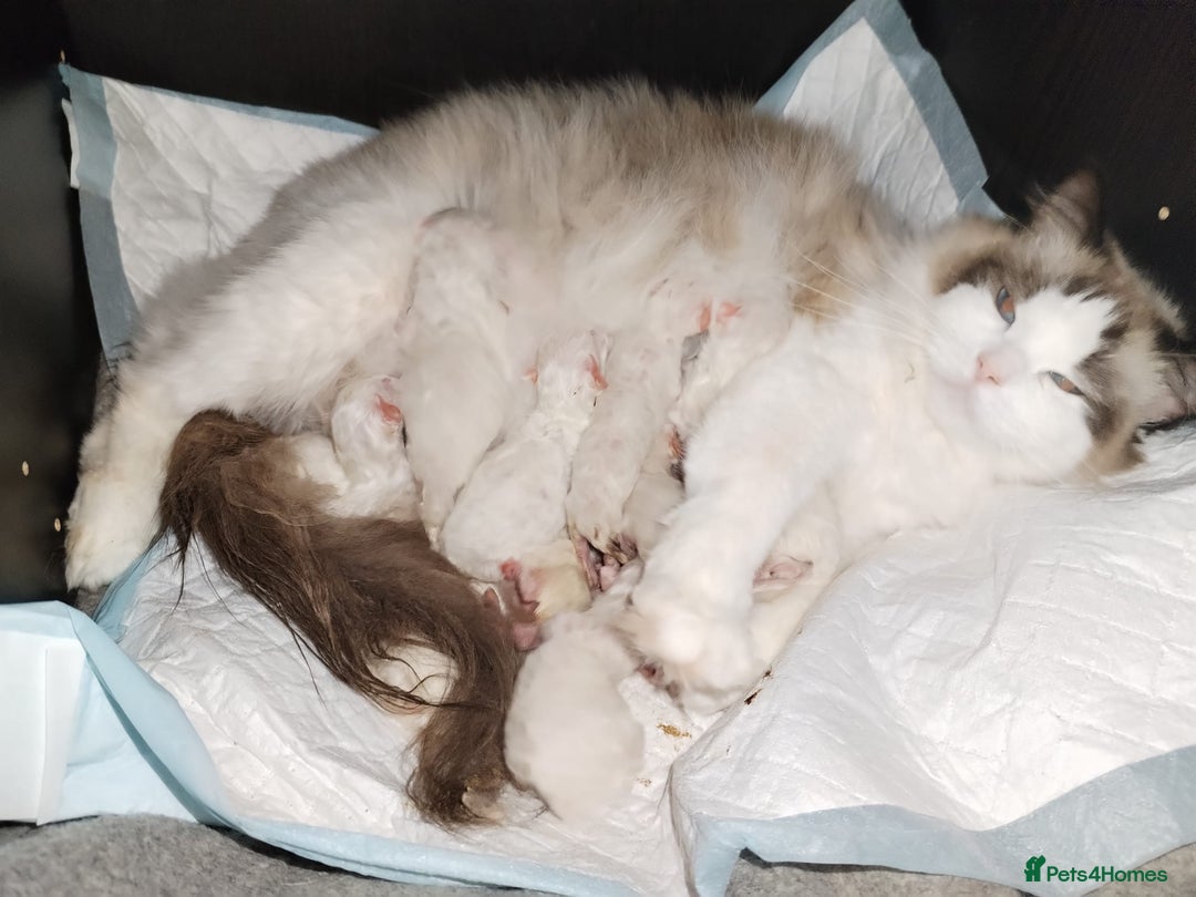 Ragdoll cats for sale: ❤️BEST KITTENS RAGDOLL❤️ CHAMPION REGIONAL WINNER  - Advert 8