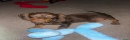 Miniature Dachshund dogs for sale: 14 week male - Miniature Dachshund  - Advert 5