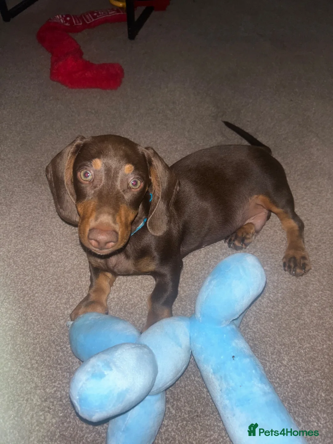 Miniature Dachshund dogs for sale: 14 week male - Miniature Dachshund  - Advert 5