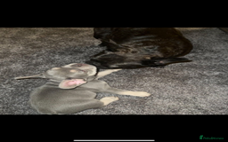 French Bulldog dogs for sale: Terrance the frenchie  - Image 7