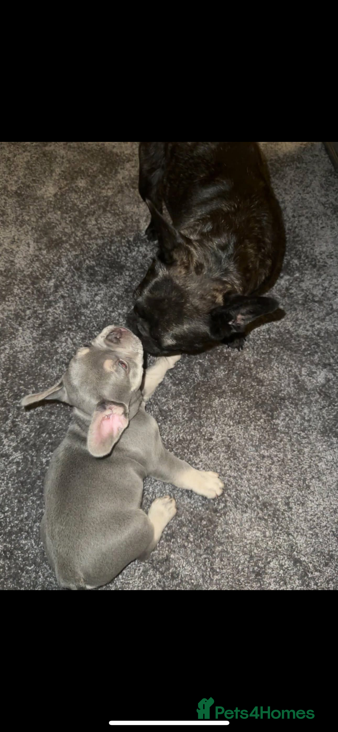 French Bulldog dogs for sale: Terrance the frenchie  - Image 7