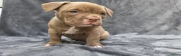 American Bully dogs for sale: Pocketbully puppy  - Advert 8