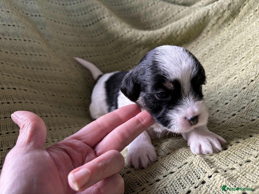 Mixed Breed dogs for sale: Lhasa-JackRussell - Advert 5