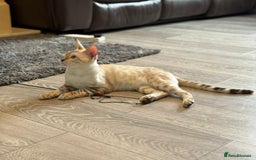 Bengal cats for sale: Tica Registered Pedigree Snow Bengal kittens  - Image 6