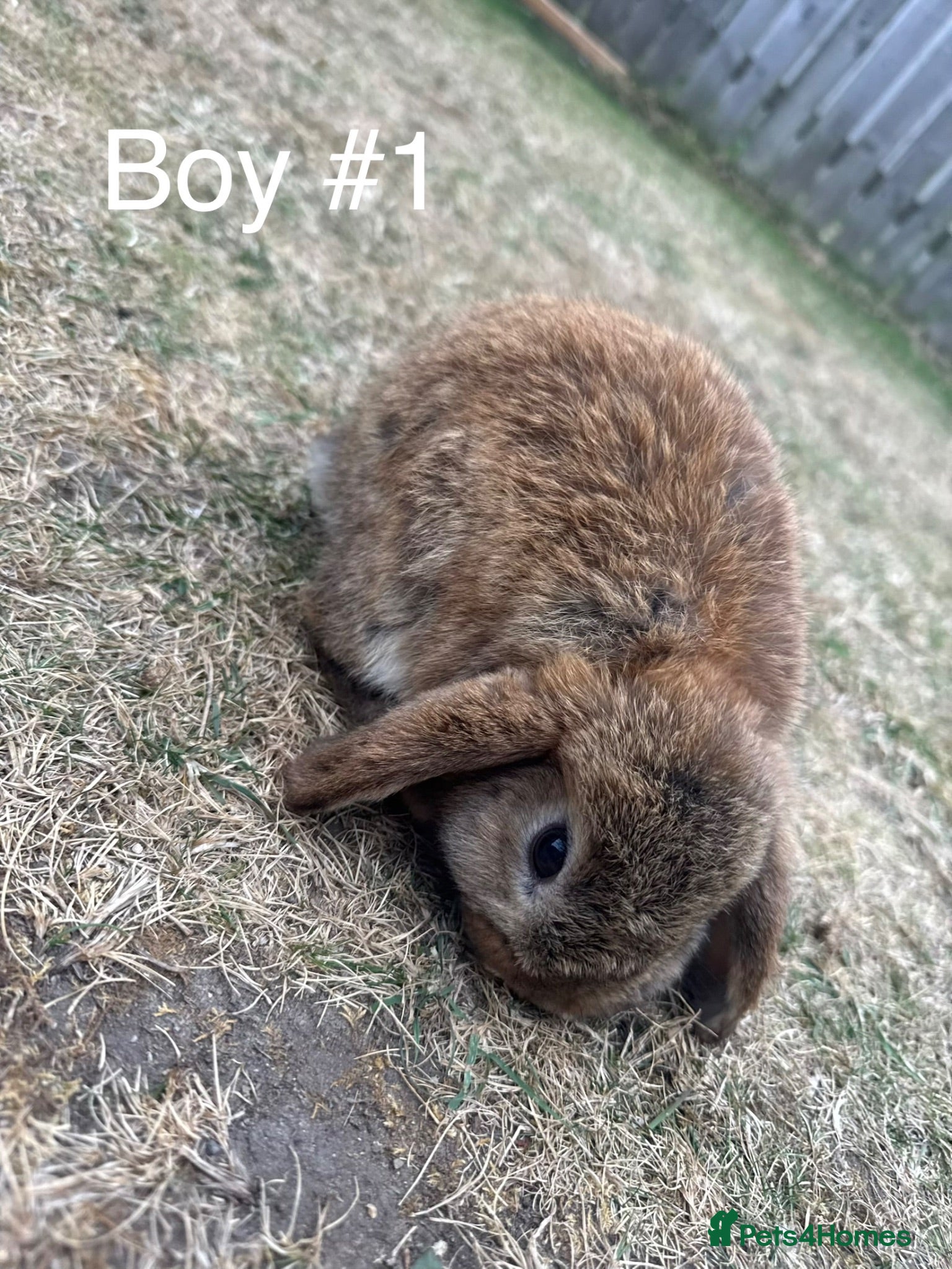 Mini Lop rabbits Male Mini Lop Rabbits - Advert 15