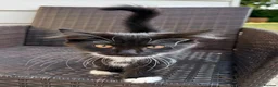 Mixed Breed cats for sale: Beautiful kittens are looking for their new family - Advert 10