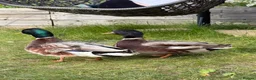 Mixed Breed birds for sale: 2x male call ducks in Ipswich - Advert 5