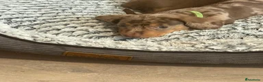 Miniature Dachshund 1