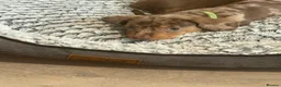 Miniature Dachshund dogs for sale: Gorgeous Litter of Miniature Dachshund Puppiies in Solihull - Advert 2