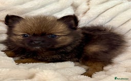 Pomeranian dogs for sale: 🐾 KC Registered Pomeranian Puppies 🐾 - Image 22