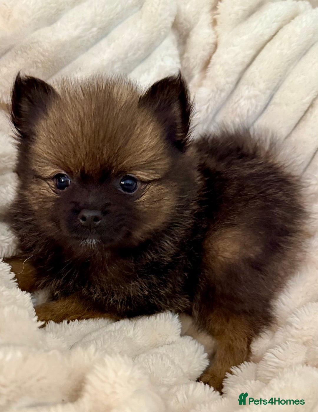 Pomeranian dogs for sale: 🐾 KC Registered Pomeranian Puppies 🐾 - Image 22