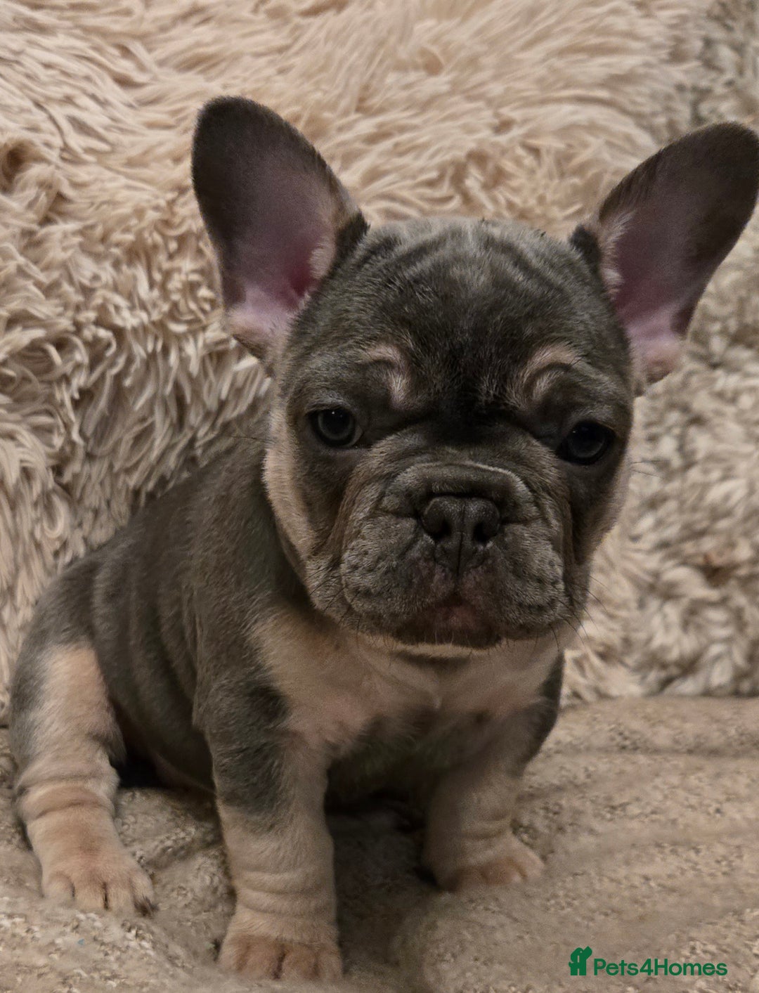 French Bulldog dogs for sale: Beautiful French Bulldog Puppies for sale - Advert 16