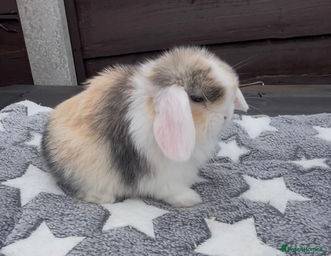 Mini Lop rabbits for sale: 5 beautiful mini lops - Advert 2