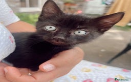 Mixed Breed cats for sale: *READY NOW* 3 beautiful kittens  - Image 13
