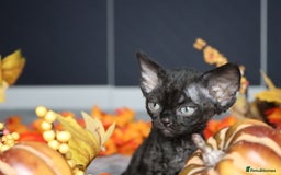 Devon Rex cats for sale: 🎉❤️ Full pedigree, healthy Devon rex boy 🎉❤️ - Image 4