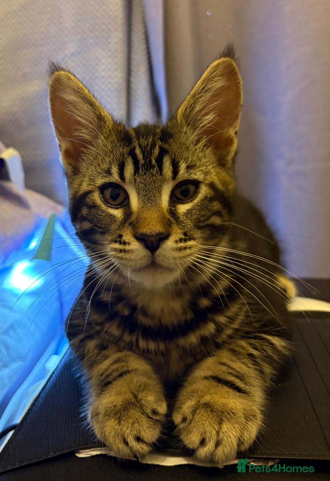 Maine Coon cats Maine Coon Kittens — Fluffy, Friendly - Advert 5