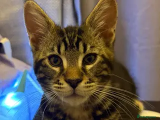 Maine Coon cats Maine Coon Kittens — Fluffy, Friendly - Advert 5