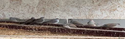 Doves birds for sale: Diamond Dove  in Corby - Advert 10