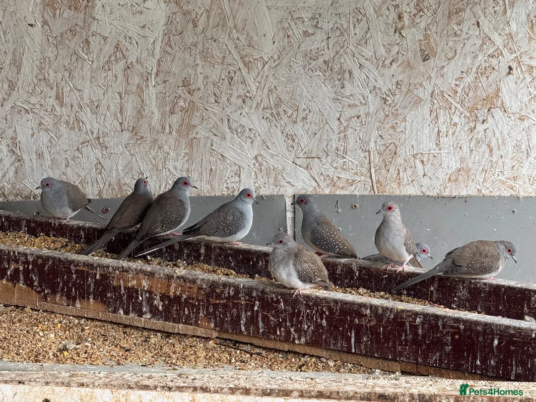 Doves birds for sale: Diamond Dove  in Corby - Advert 10