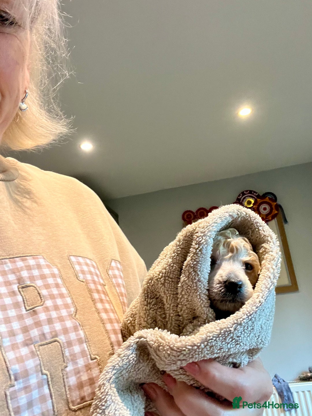 Toy Poodle dogs for sale: KC Toy Poodle Puppies - Image 12