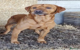 Labrador Retriever dogs for sale: Healthy Adorable kC registered Labrador puppies  - Image 18