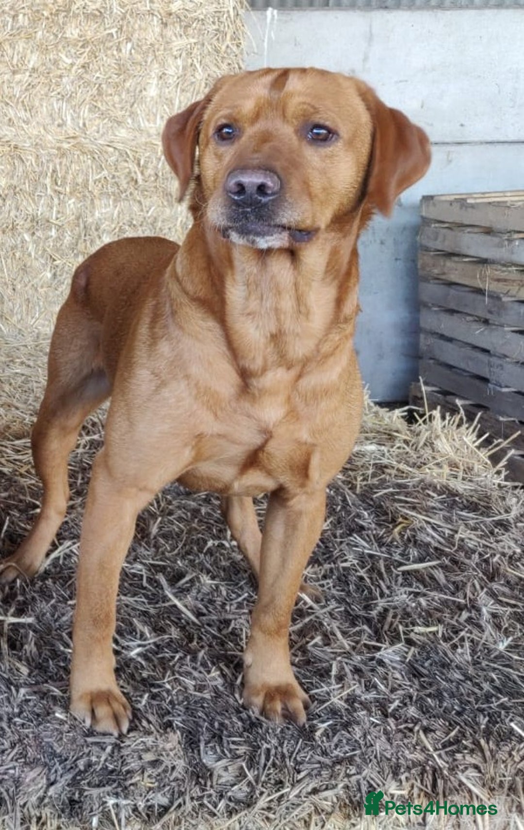 Labrador Retriever dogs for sale: Healthy Adorable kC registered Labrador puppies  - Image 18