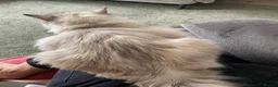 Ragdoll cats for sale: Ragdoll kitten - Advert 4